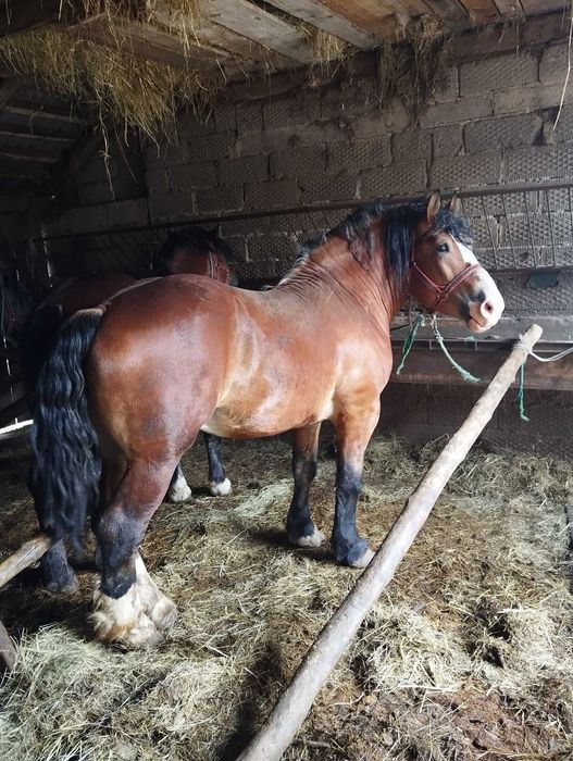 Sprzedam wałacha 3 lata