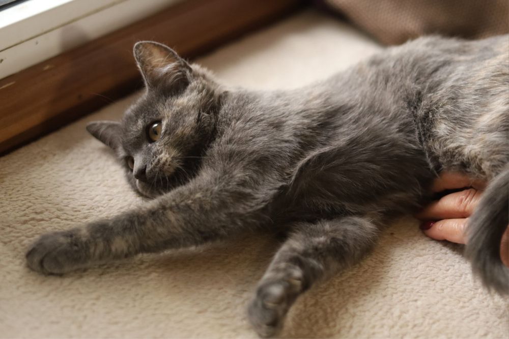 Дівчинка кошеня 4 місяці Асса