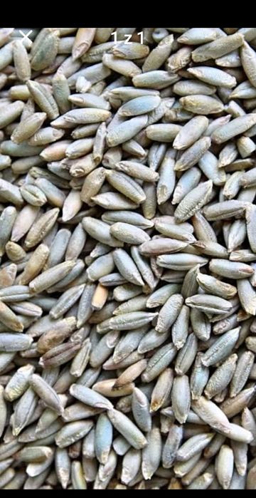 Żyto paszowe zbiór 2025