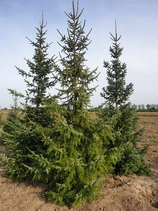 Świerk serbski Picea omorika wys. 3,5-4m