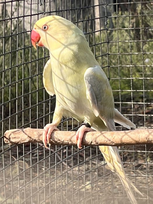 Casal de Ring Necks de 2025