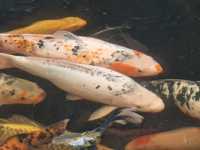 Karp koi karaś orfa ryby do oczka stawu kolorowe