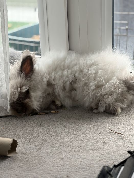 Kroliczek miniatura Angora