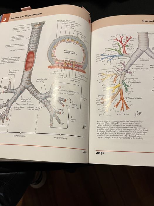 Netter atlas de anatomia /anatomy