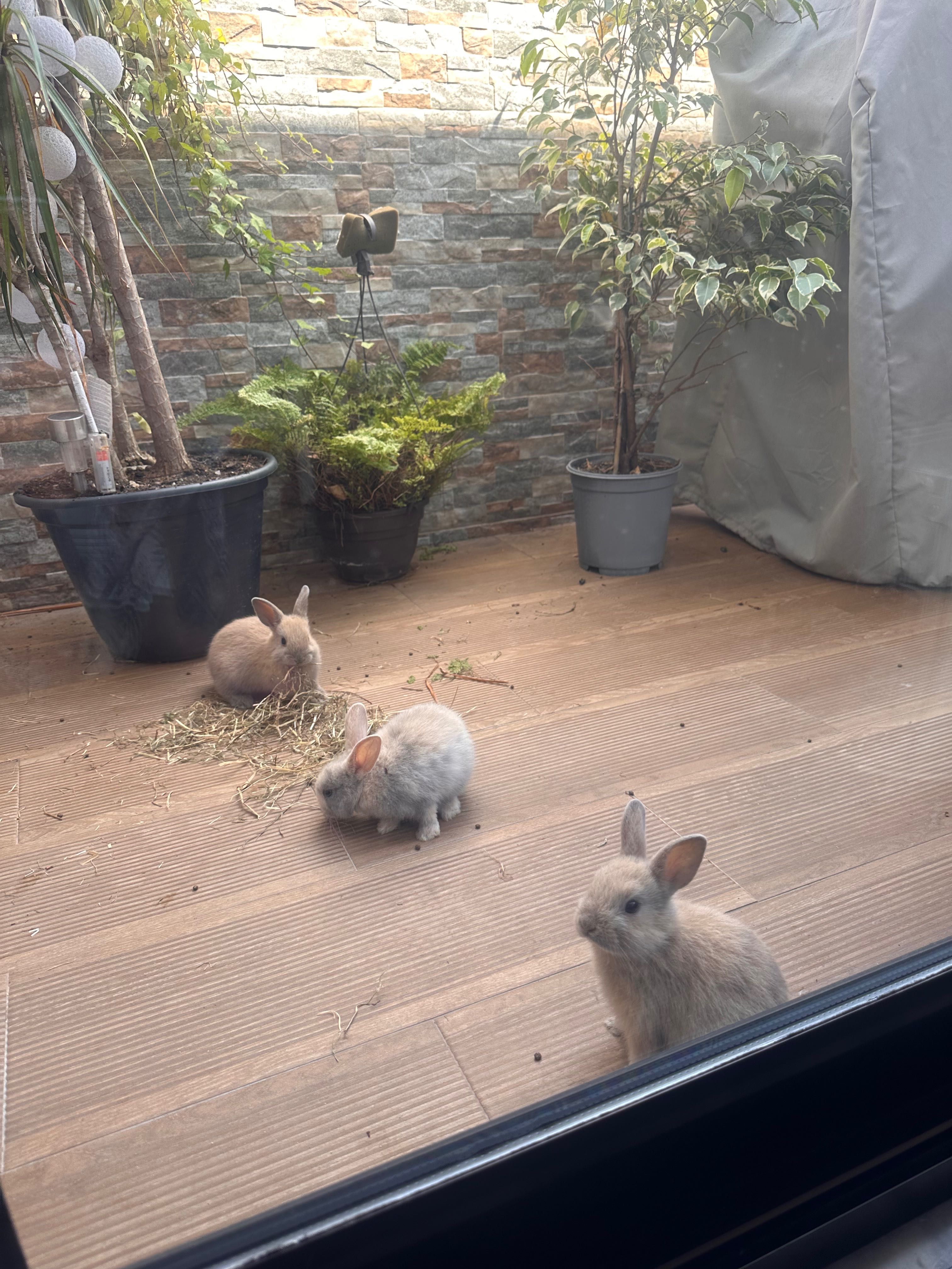 Coelhinhos a venda coelhos