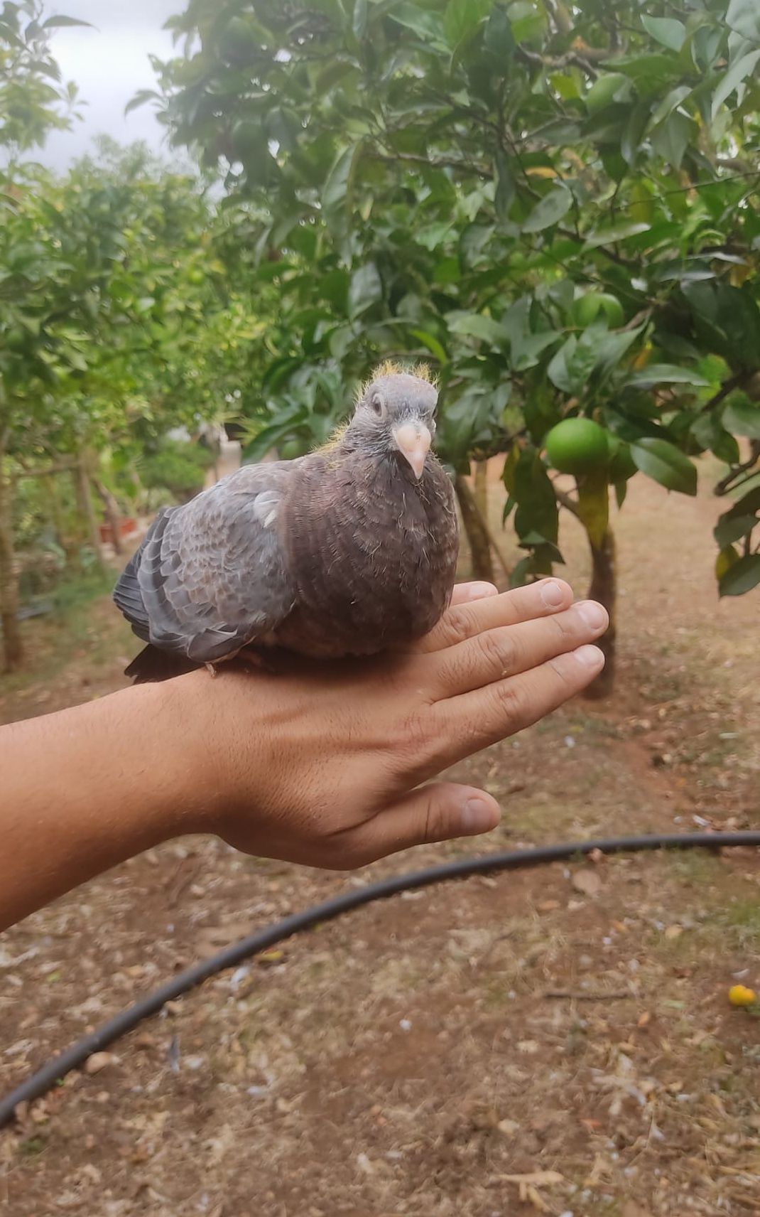Pombos pica peito rosado