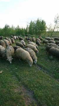 Продам ягнята та вівці