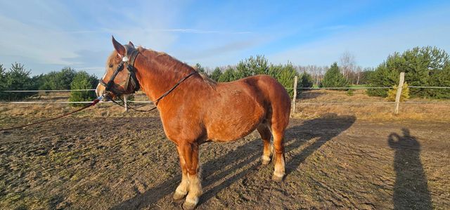 Klacz zimnokrwista źrebna 6 lat księga główna