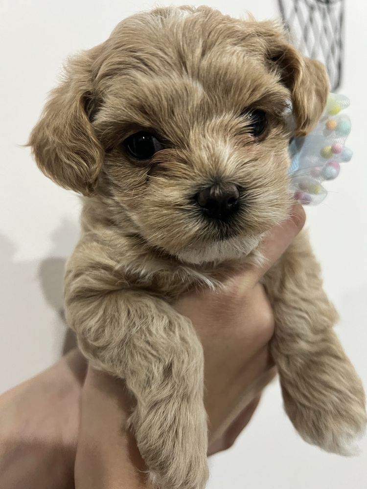 Maltipoo F1 /Pudel Toy Red/ Maltańczyk
