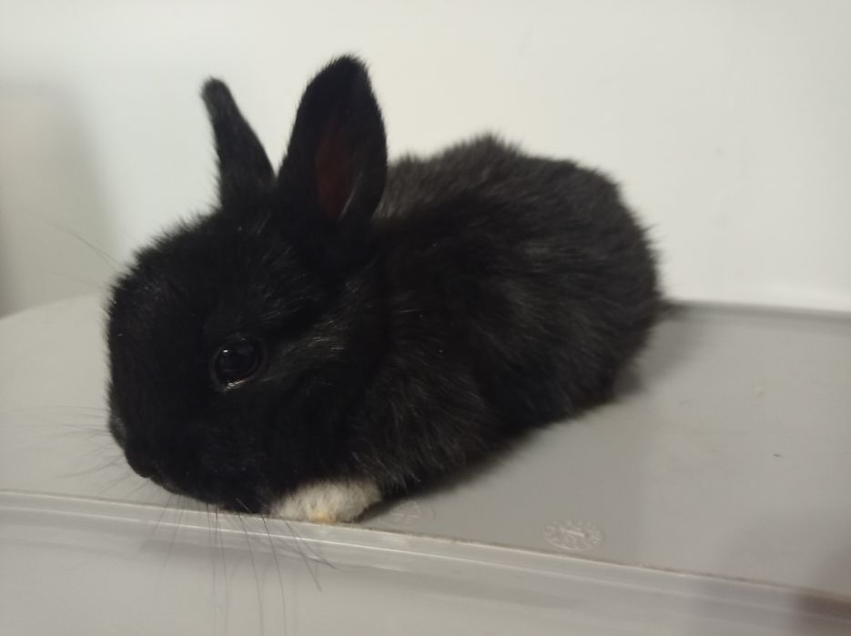 Króliki miniaturki karzełki Teddy