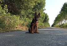 Цуценята німецької вівчарки