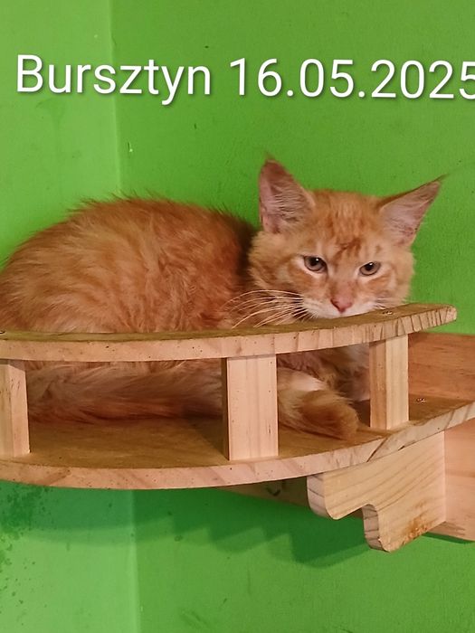 Sprzedam kocurka rasy Maine Coon urodzonego 16.05.2025,,Bursztyn,,
