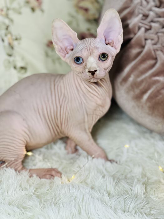 Продам різнооку двчинку