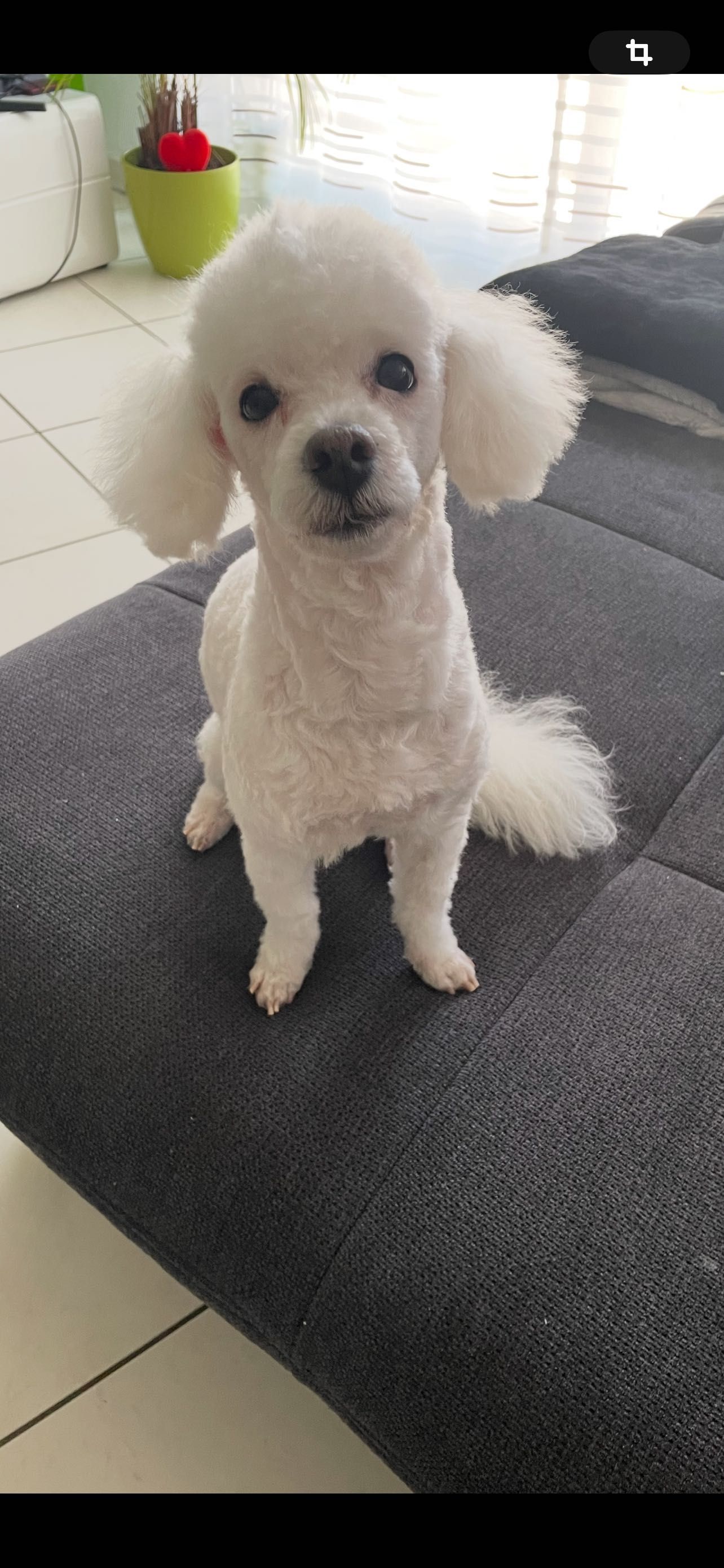 Caniche macho para acasalar