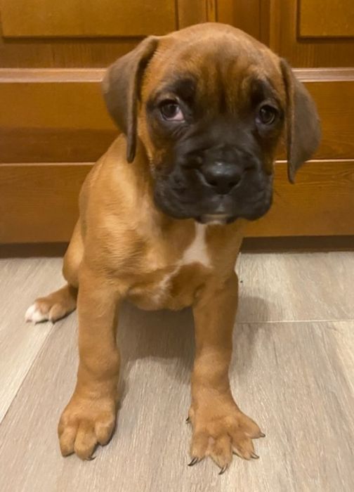 Piekny bokser szczeniak