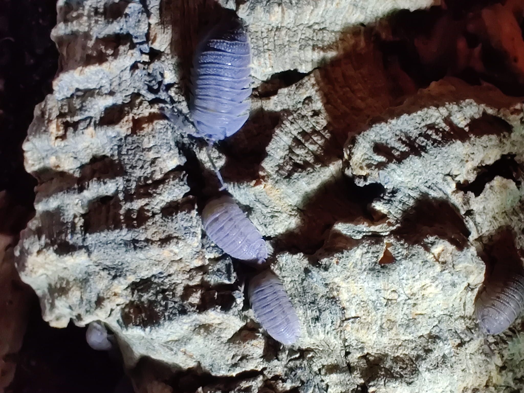 Armadillidium peraccae krk Isopody/kulanki/ekipa sprzątająca 10 szt