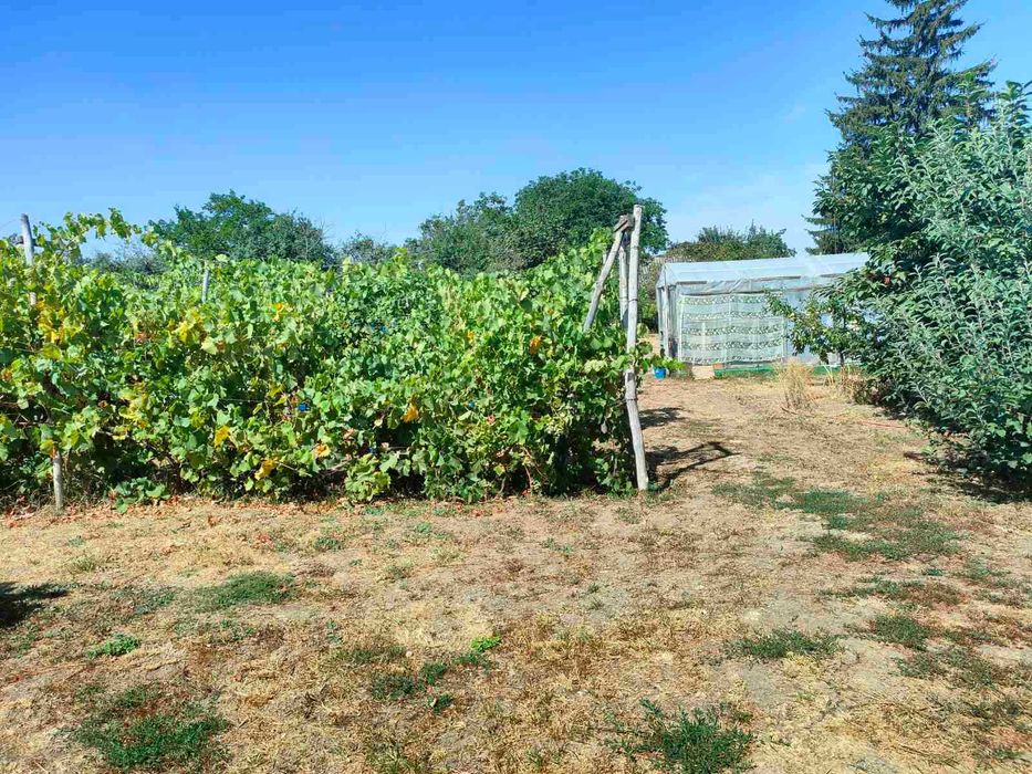 Гарний дачний будинок. Мачухи.