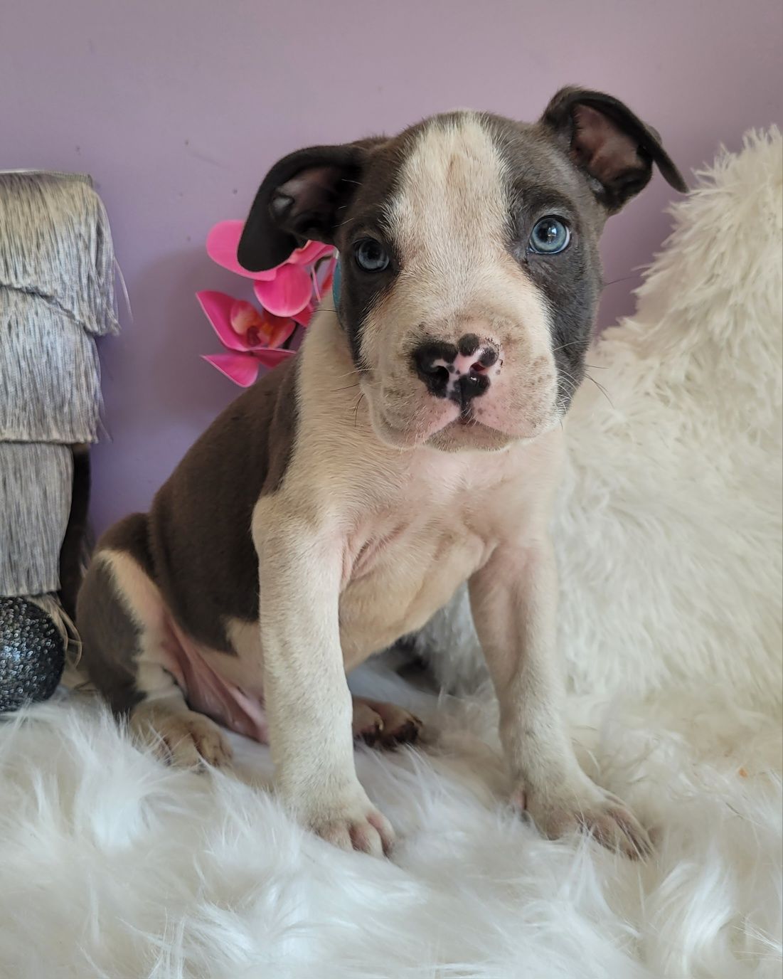 Śliczny chłopiec amstaff blue!