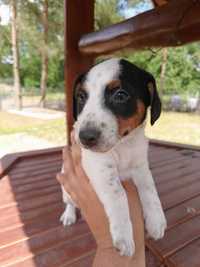 Jack Russell Terrier-Piesek 2 Bruno