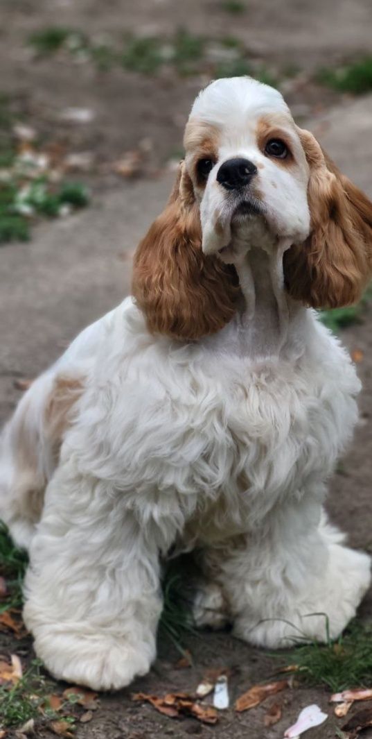 Amerykański cocker spaniel FCI