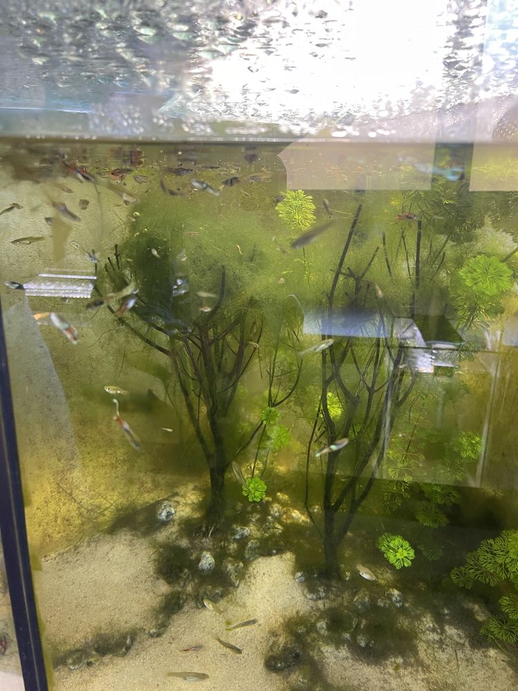 Guppy endler macho sortido