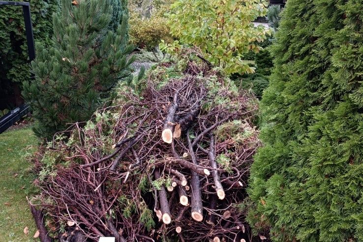 Czyszczenie działek wycinka drzew