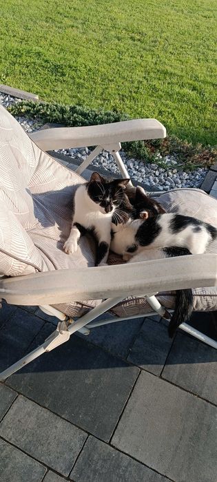 Kotek kot oddam w dobre ręce