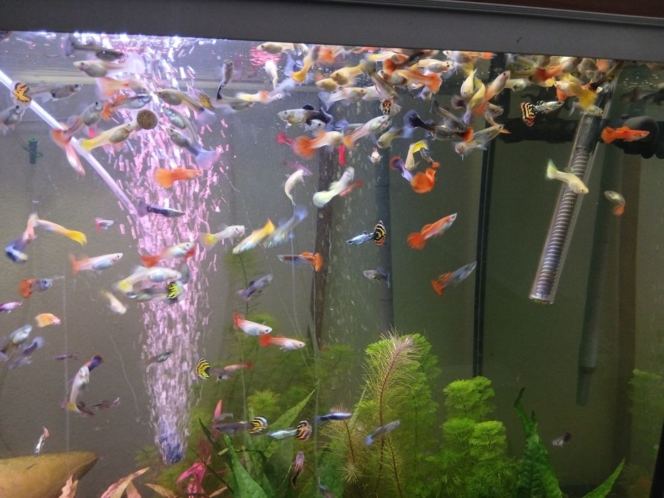 Guppys de varias raças disponiveis