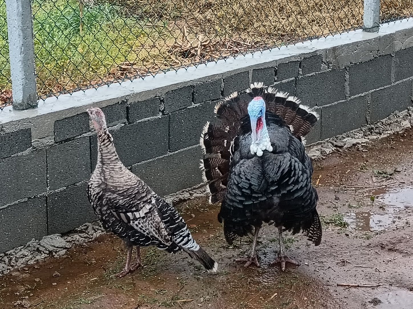 Ovos de peru galados