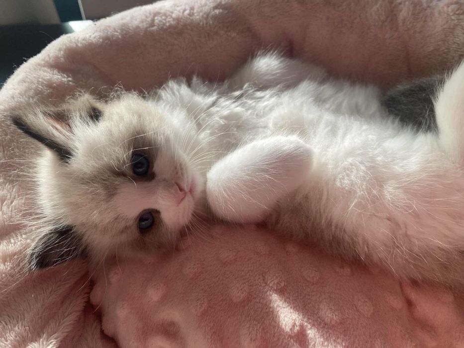 Kotek Ragdoll odbiór grudzień