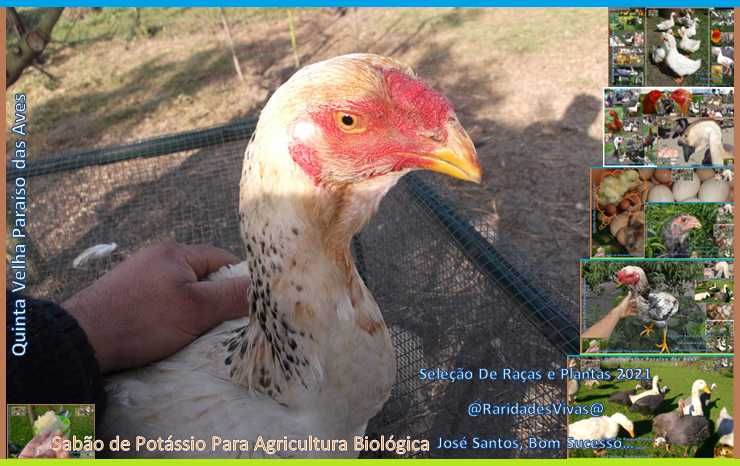 Índios Gigantes Selecionados Novos M6kg F4kg ( Semana Especial )