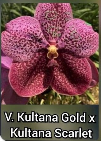 Орхидея Ванда V.Kulana  Gold *Kultana Scarlet