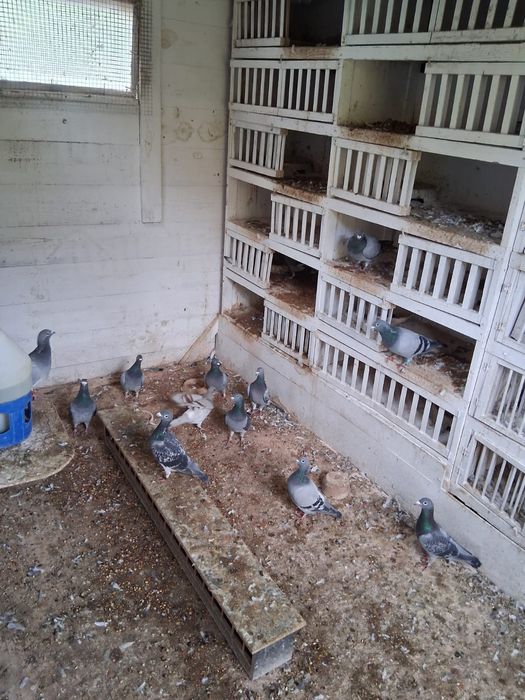 Likwidacja Hodowli Gołębie pocztowe plus zegar Tauris compact plus