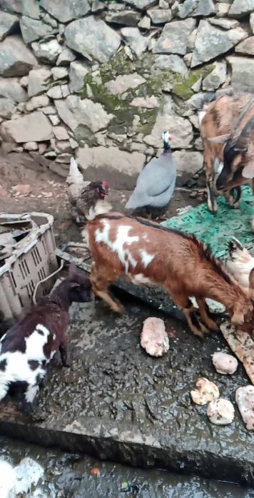 Cabritos e cabritas para vender