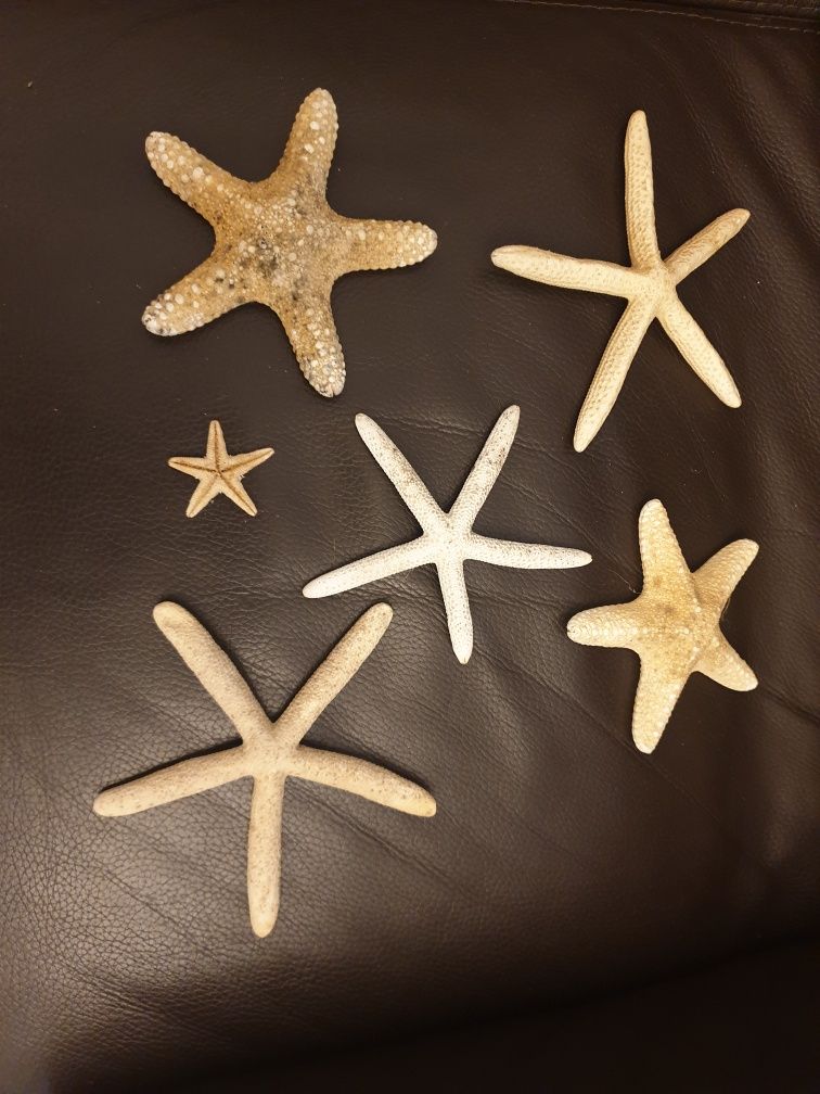 Estrelas do mar verdadeiras