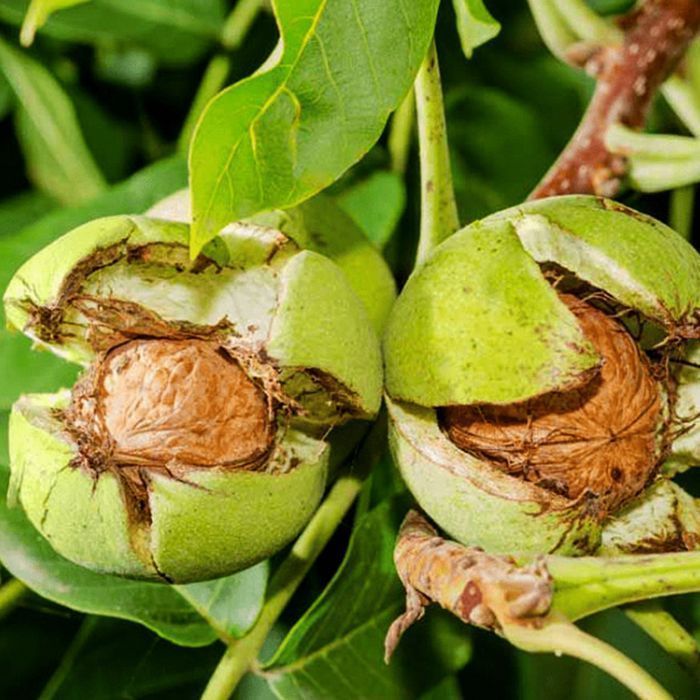 Саджанці грецького горіха(привитого)Роздріб/Саженцы грецкого ореха ОПТ