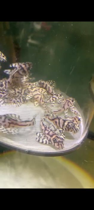 Hypancistrus L236SW - RARO