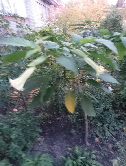 Продам Бругмансію