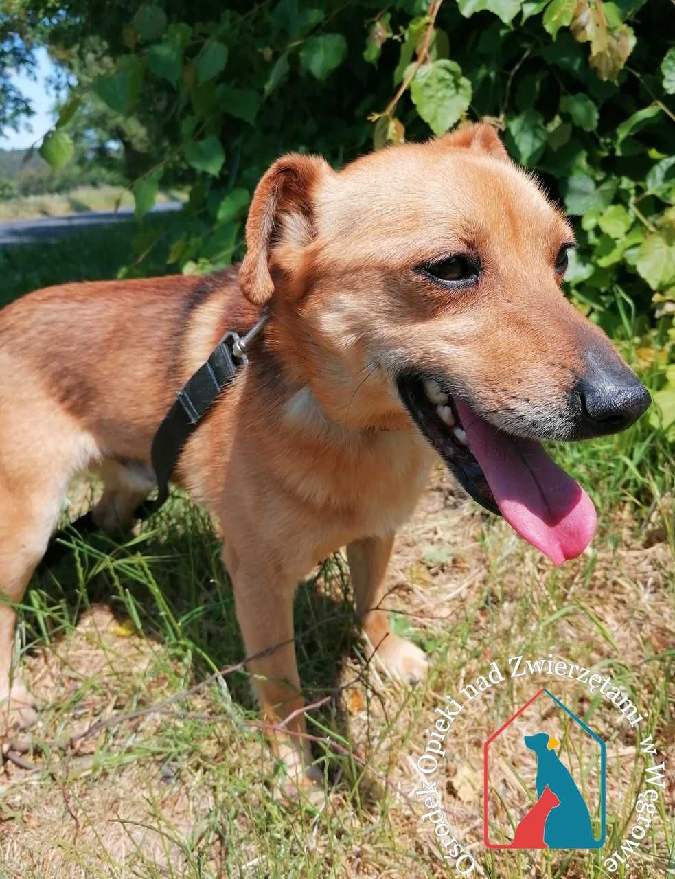 ŚLICZNY, MAŁY, WESOŁY piesek do adopcji, 10 kg, 3 latka