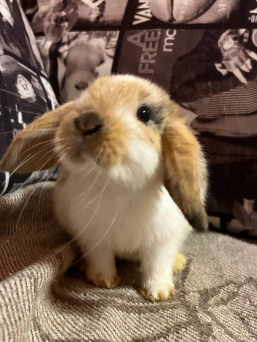 Карликові баранчики