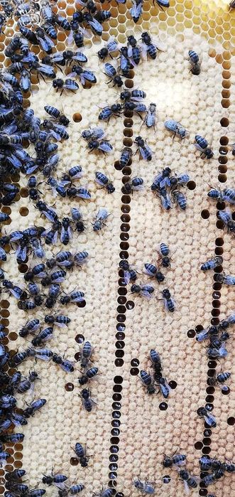 Mel urze "vila Real"