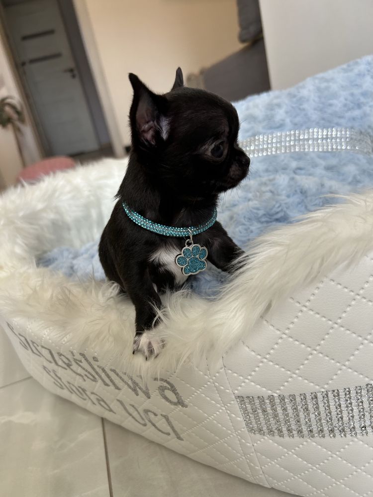 Chihuahua maleńka sunia. MEGA CUDO. JUŻ DO ODBIORU