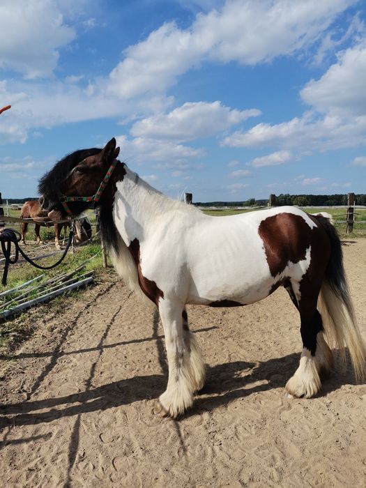 Sprzedam klacz irish cob