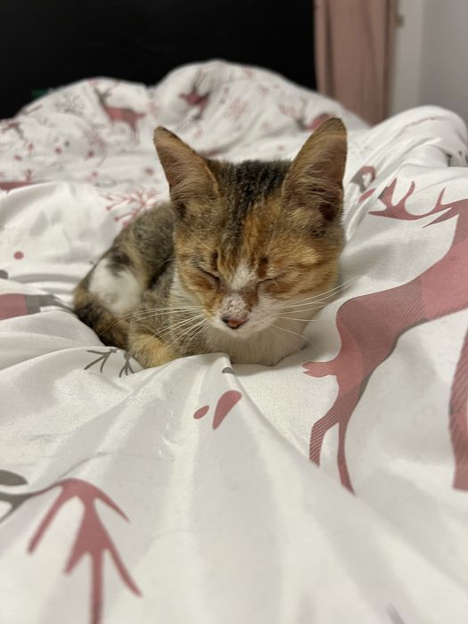 Bambi - mały tulasek szuka swojego człowieka.