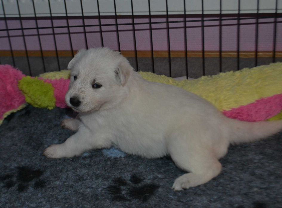 Biały owczarek szwajcarski  suczka od szkoleniowca!