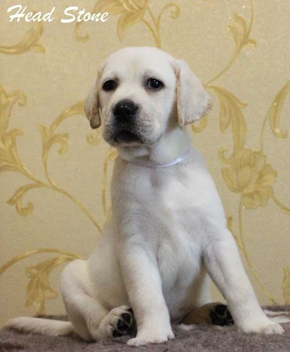 Лабрадор ретривер КСУ