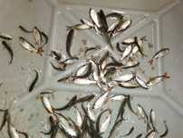amur tołpyga do 8cm 50szt 100zł oraz karp sum węgorz