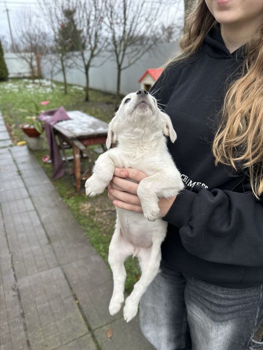 Маленькі цуцики шукають сімʼю