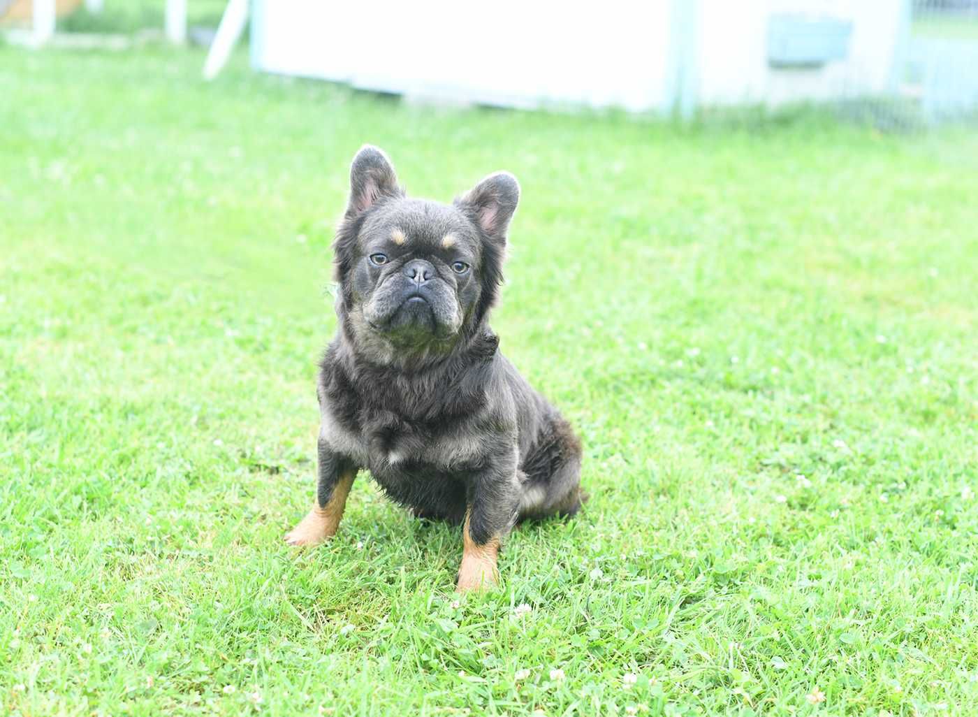 buldog francuski-chlopiec 1 rok fluffy