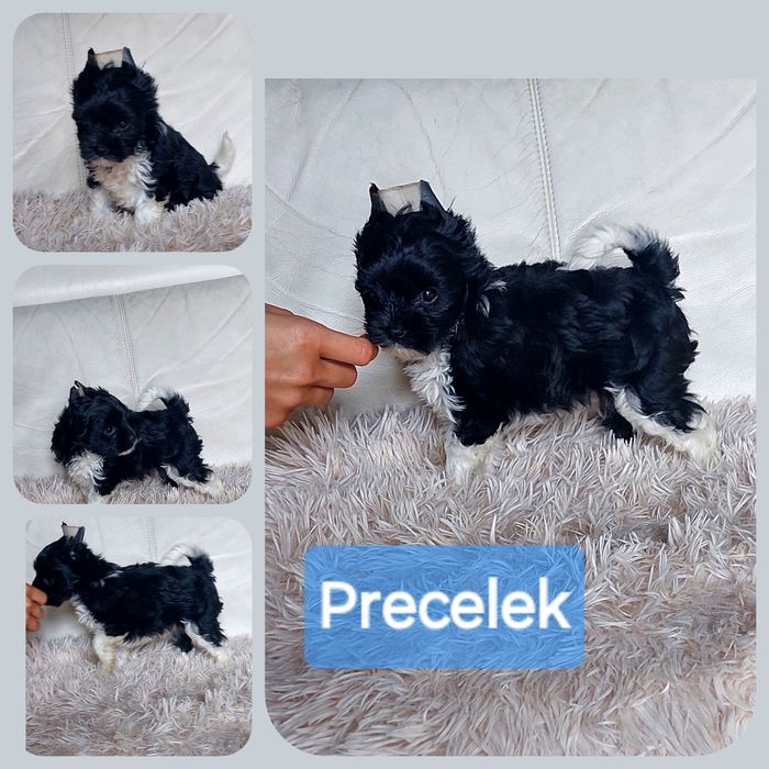 Ostatni Śliczny Yorkshire Terrier
